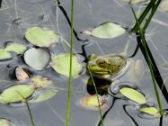 frog lilies flower pond water